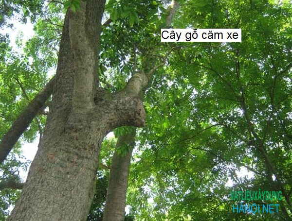 Cây căm xe