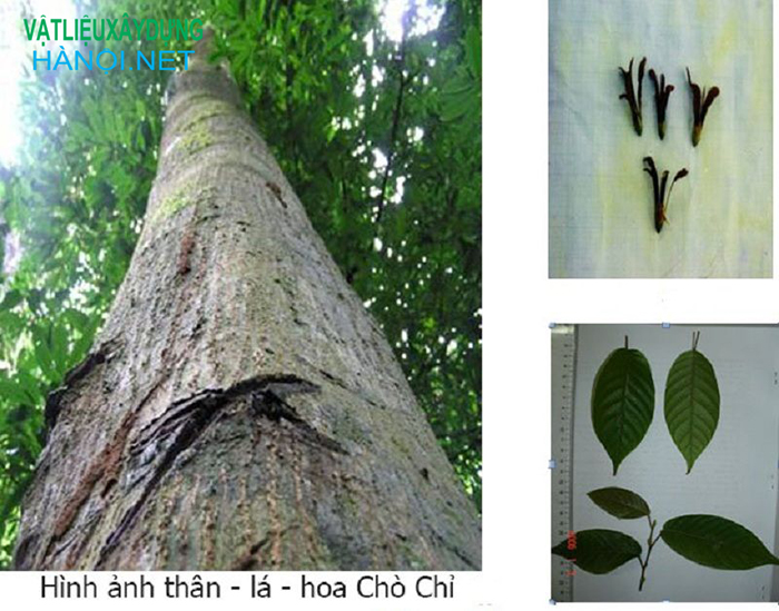 Đặc điểm cây gỗ chò chỉ là gì