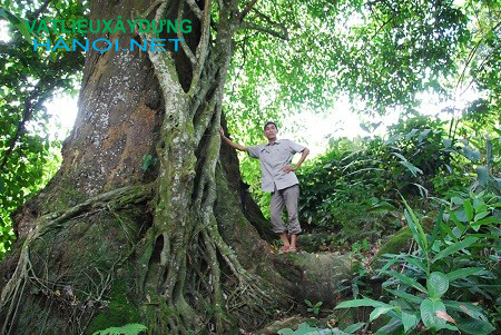 Giá cây gỗ chò chỉ là bao nhiêu