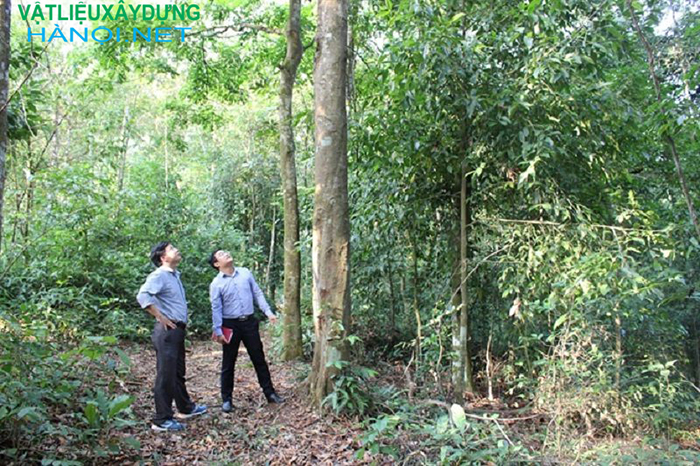 Phương thức trồng cây gỗ chò chỉ