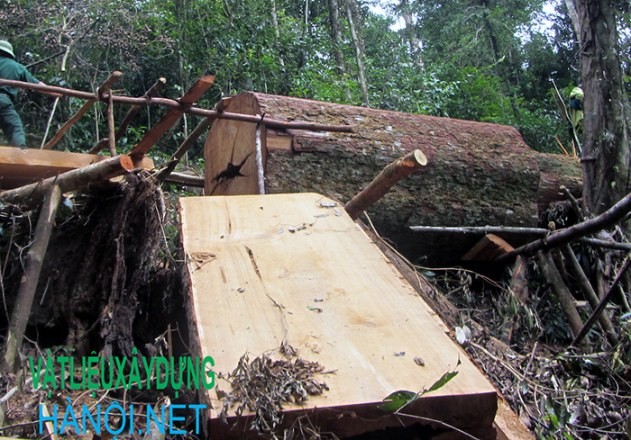 Đặc điểm sinh thái của cây gỗ Samu