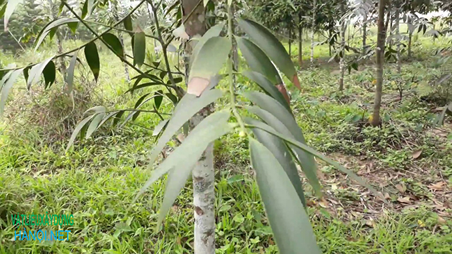 Cây kim giao là gì?