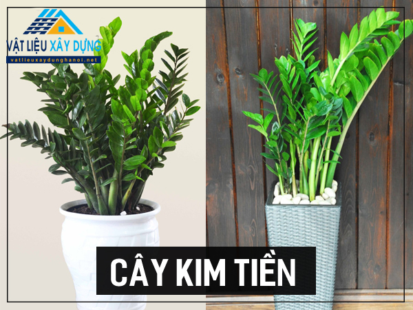 CÂY KIM TIỀN - Kim phát tài