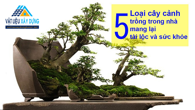 lựa chọn các loại cây trồng trong nhà như một thú vui tao nhã
