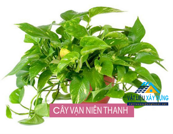 CÂY Vạn niên thanh