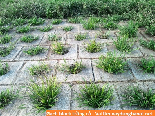 Gạch block trồng cỏ 