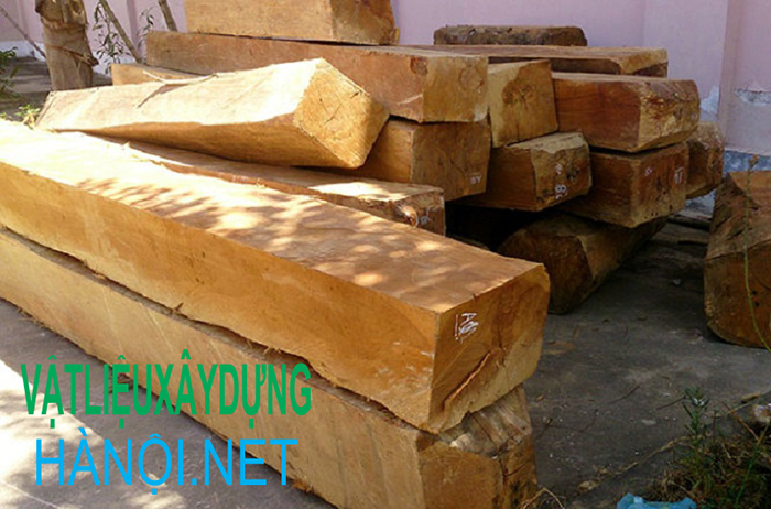 Khai thác và bảo quản gỗ Táu như thế nào