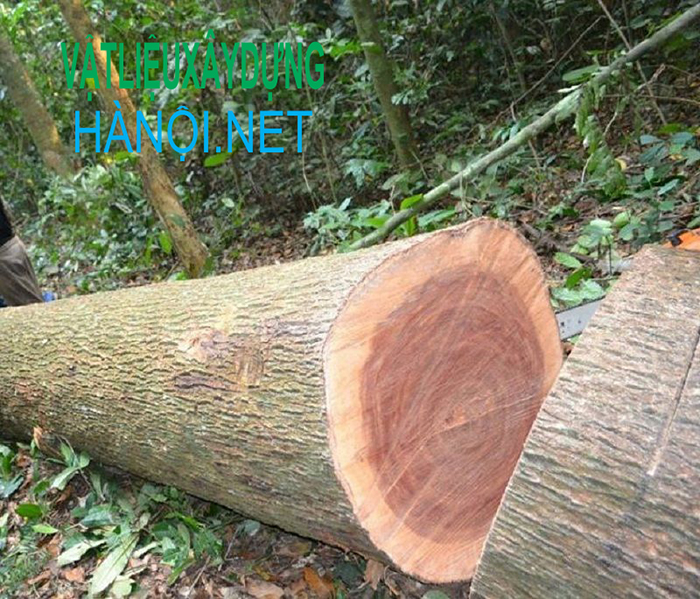 Cây gỗ xoan đào là gì?