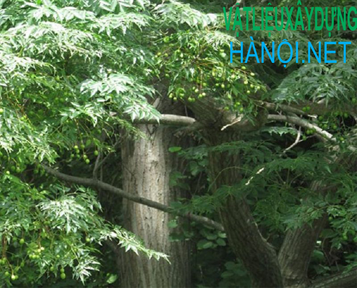 Đặc điểm bên ngoài của cây gỗ xoan đoàn là gì?