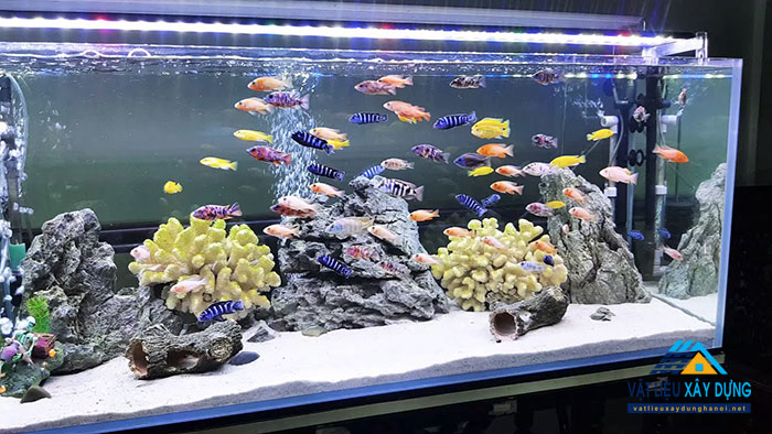 Nguyên tắc đặt bể cá trong nhà